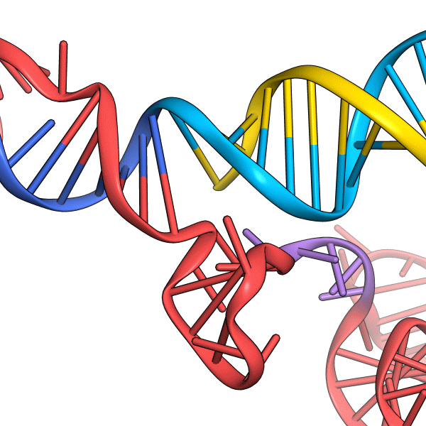 Cas9_nucltype_basepair1.png